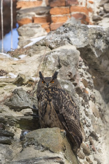 One Eurasian Eagle Owl, Bubo bubo, perched on the walls of a ruin of a monastery