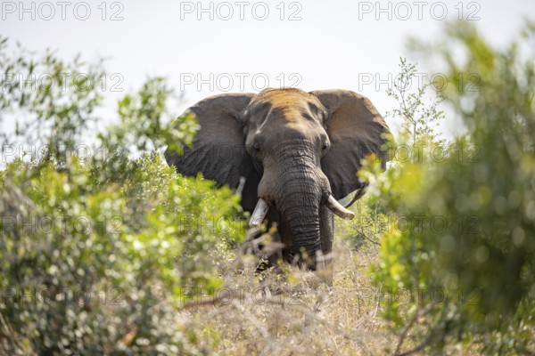 African elephant (Loxodonta africana), male, animal portrait between green bushes, Kruger National Park, South Africa, Africa