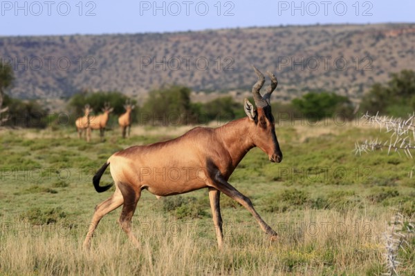 Red hartebeest (Alcelaphus buselaphus caama), Kaama, adult, running, foraging, Mountain Zebra National Park, Eastern Cape, South Africa, Africa