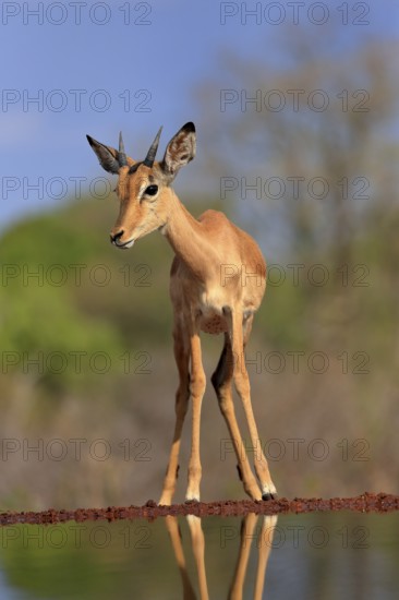 Black Heeler Antelope (Aepyceros melampus), young male, at the water, alert, Kruger National Park, Kruger National Park, Kruger National Park South Africa