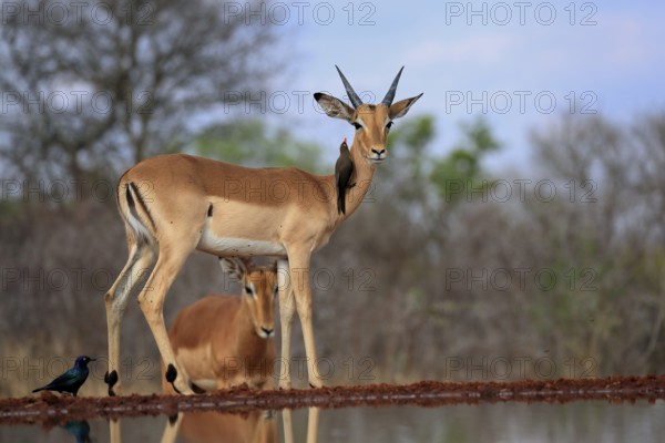 Black heeler antelope (Aepyceros melampus), young male, at the water, with red-billed oxpecker (Buphagus erythrorhynchus), symbiosis, Kruger National Park, Kruger National Park, Kruger National Park South Africa