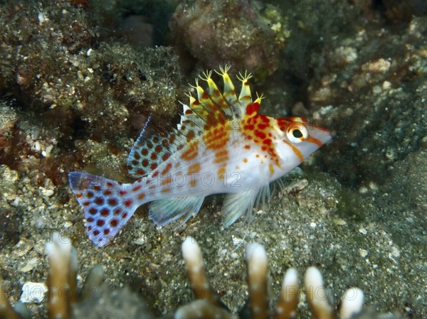 A colourful fish, Dwarf Hawkfish (Cirrhitichthys falco), resting on the seabed, dive site Twin Reef, Penyapangan, Bali, Indonesia, Asia