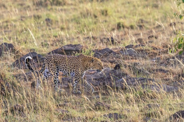 Leopard (Panthera pardus) walking in the grass on the african savanna, Maasai Mara National Reserve, Kenya, Africa