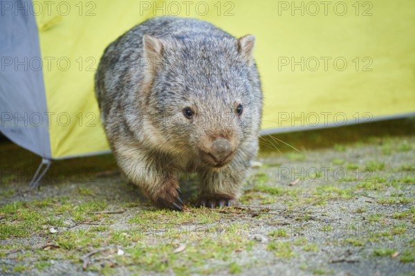 Close-up of a common wombat (Vombatus ursinus) wildlife in spring, Australia, Oceania