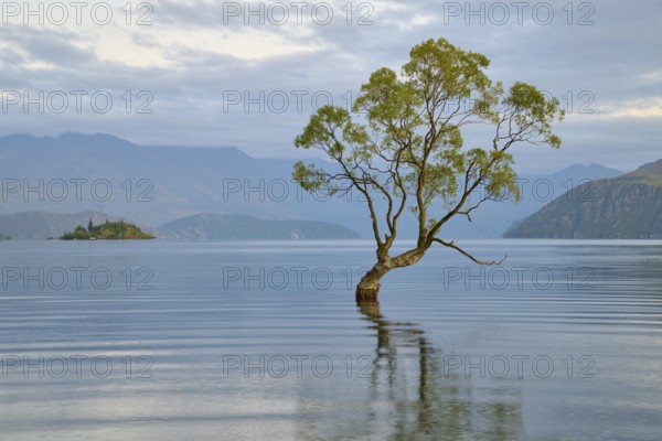 A tree juts out of a calm blue lake with mountains in the background, summer, Lake Wanaka, Wanaka, Otago, South Island, New Zealand, Oceania