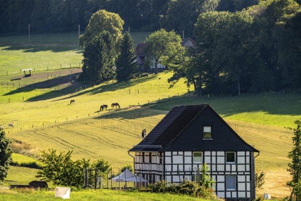 Landscape in Elfringhauser Schweiz, Hattingen, city limits to Sprockhövel, paddock, half-timbered house, North Rhine-Westphalia, Germany, Europe