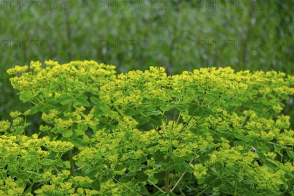 Spurge (Euphorbia), North Rhine-Westphalia, Germany, Europe