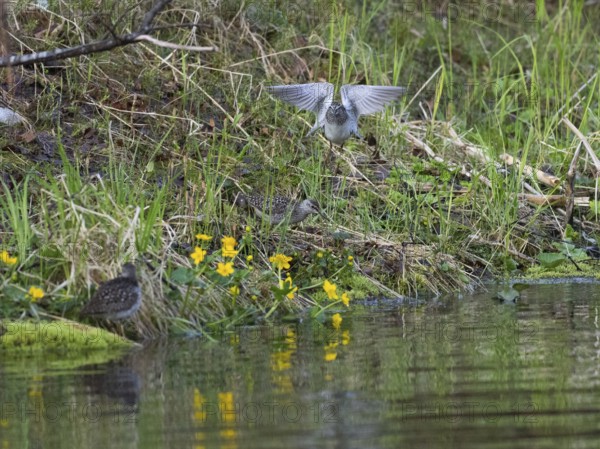 Wood Sandpiper (Tringa glareola), three adult birds, displaying and disputing over breeding territory, Finmark, Norway, Europe