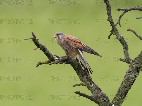 A kestrel perched on a mossy branch against a green backdrop, gazing into the distance, Common Kestrel (Falco tinnunculus), male, Hesse, Germany, Europe