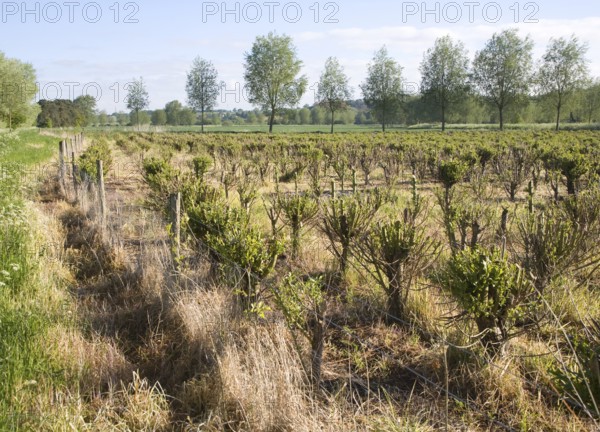 Set bed of cricket bat willow, Salix Alba Caerulea, which produces cuttings for new trees, near Bures, Essex, England, United Kingdom, Europe