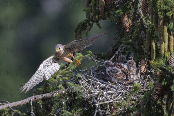 Common kestrel (Falco tinnunculus) at the nest with young birds, Daun, Eifel, Rhineland-Palatinate, Germany, Europe