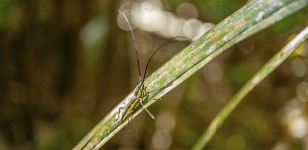 Flat-headed longhorned beetle (Taeniotes scalatus), sitting on a leaf, Corcovado National Park, Osa Peninsula, Puntarena Province, Costa Rica, Central America