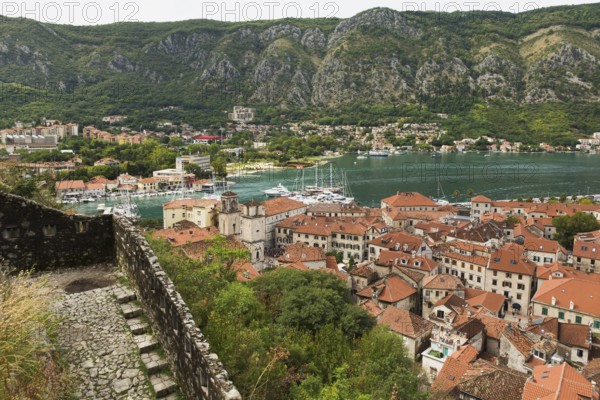 High angle view of walled mountainside walking trail, apartment buildings and houses covered with traditional terracotta clay roof tiles plus view of the bay, Old Town of Kotor, Montenegro, Europe