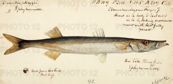 Australian barracuda, arrow barracuda, Australian sea pike, sea pike, snook, Sphyraena novaehollandiae, Australian barracuda, arrow barracuda, Australian sea pike, sea pike, snook, fish, Reproduction of an original, by Frank Edward Clarke (b. 1849, d. 1899), ichthyologist and scientific draughtsman