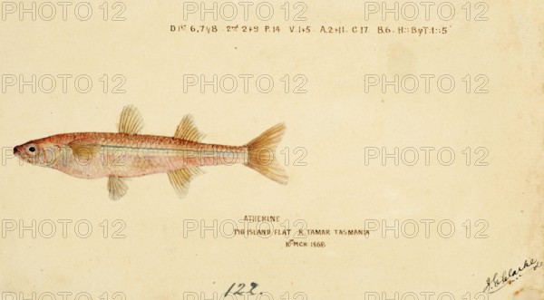 Sand smelt, a genus of Old World silversides, Athennidae, Atherine, fish, reproduction of an original, by Frank Edward Clarke (b. 1849, d. 1899), ichthyologist and scientific draughtsman