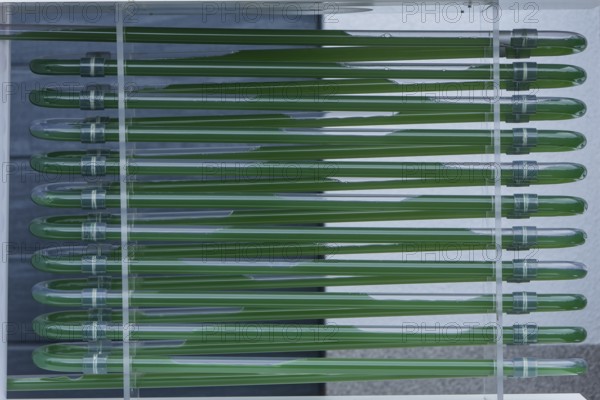 PUEVIT GmbH produces the most efficient photobioreactors for the cultivation of microalgae. The aim is to revolutionise the supply of raw materials through microalgae production. Innovative technological solutions have been developed for the growth and harvesting of spirulina, chlorella and other microalgae, for example, which enable unique efficiency, unprecedented simplicity and maximum stability in what is probably the most compact tube system on the market. Raw, unprocessed spirulina is produced as a fresh, regional food under the ALGENWERK brand. The algae grow in our own facilities and are harvested and freshly bottled directly and without any further processing steps., Commissioning of the full production of the Algae Plant of the company Puevit, Dresden, Saxony, Germany, Europe