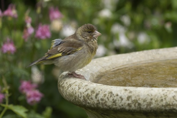 European greenfinch (Chloris chloris) adult female bird on a garden water bath, England, United Kingdom, Europe