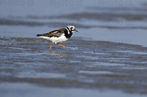 Turnstone (Arenaria interpres), foraging in the mudflats at low tide, Texel, North Holland, Netherlands