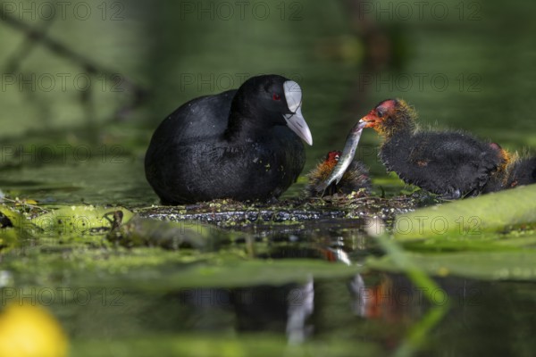 Great Crested Grebe (Podiceps cristatus), Nettetal, Germany, Europe