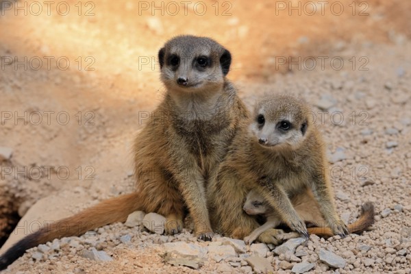 Tiger nut (Suricata suricatta), adult, two adults, juvenile, newborn, baby, social behaviour