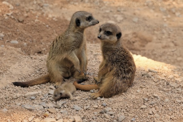 Burrowing owl (Suricata suricatta), adult, two adults, juvenile, newborn, baby, at the burrow