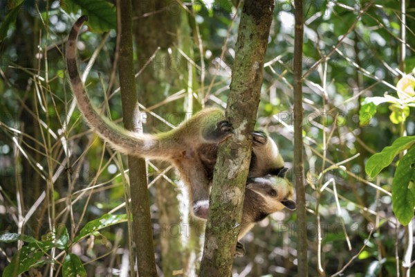 Northern tamandua (Tamandua mexicana), anteater foraging on a branch, in the rainforest, Corcovado National Park, Osa, Puntarena Province, Costa Rica, Central America