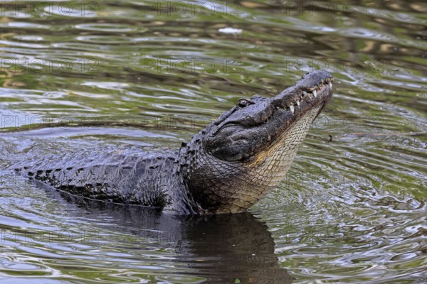 Mississippi Alligator (Alligator mississippiensis), pike alligator, adult, friendly, portrait, smiling, courtship, courtship, advertising, in water, Florida, USA, North America