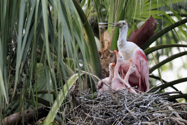 Roseate spoonbill (Platalea ajaja), adult, three juveniles, three chicks, on nest, at breeding site, on tree, social behaviour, St. Augustine, Florida, North America, USA, North America