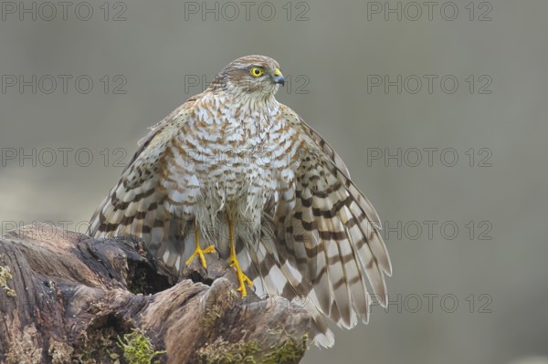 Sparrowhawk (Accipiter nisus) male, plumage drying, sitting on a root, wildlife, bird of prey, nature photography, autumn, Neunkirchen, Siegerland, North Rhine-Westphalia, Germany, Europe