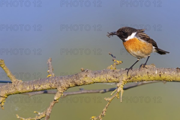 Stonechat, (Saxicola torquata), foraging, male, Bad D¸rkheim district, Eich, Rhineland-Palatinate, Germany, Europe