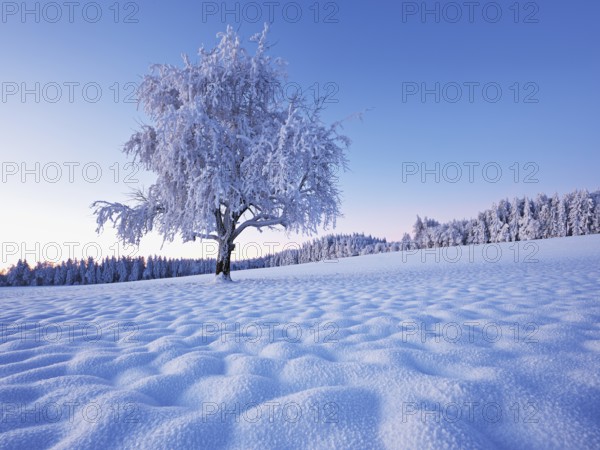 Tree in hoarfrost at dusk, Grod, Lindenberg, Beinwil, Freiamt, Canton Aargau, Switzerland, Europe