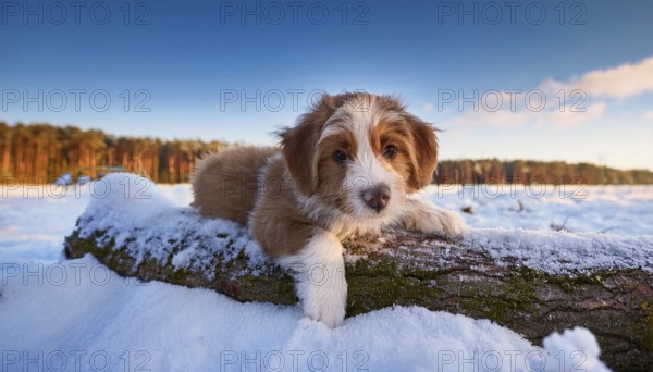 KI generated, dog, dogs, puppy, one, two, three, play, snow, winter, autumn leaves, blue sky, Kromfohrländer, Fox Terrier, (Canis lupus familiaris), German dog breed, rough coat, smooth coat, studio, AI generated