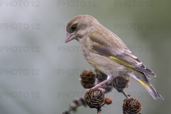 European greenfinch (Carduelis chloris), Emsland, Lower Saxony, Germany, Europe