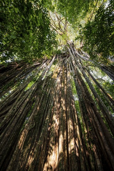 Hanging roots of a giant strangler fig (Ficus americana), looking upwards, in the rainforest, Corcovado National Park, Osa, Puntarena Province, Costa Rica, Central America