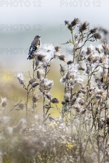 European goldfinch (Carduelis carduelis), Emsland, Lower Saxony, Germany, Europe