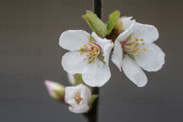 Japanese almond cherry (Prunus tomentosa), Emsland, Lower Saxony, Germany, Europe