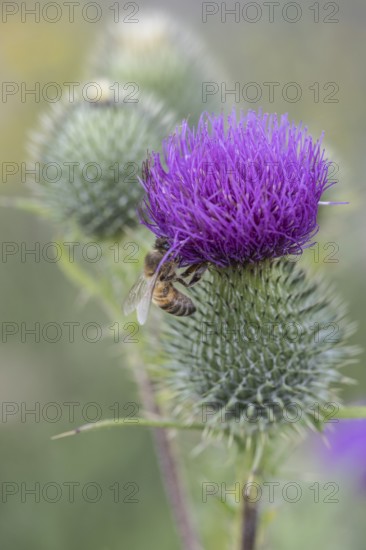 Honey bee (Apis mellifera) on creeping thistle (Cirsium hydrophilum), Emsland, Lower Saxony, Germany, Europe