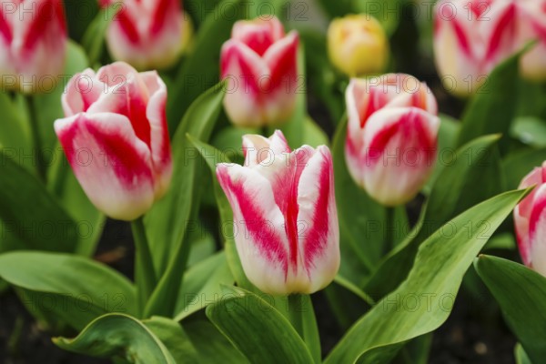 Gönningen tulip blossom, tulips (Tulipa), flowers, white, red, two-coloured blossoms, spring bloomers, bulbous flower genus, old tradition, custom, custom, tulip show, Tulip Sunday at the foot of the Swabian Alb, Gönningen, Reutlingen district, Baden-Württemberg, Germany, Europe