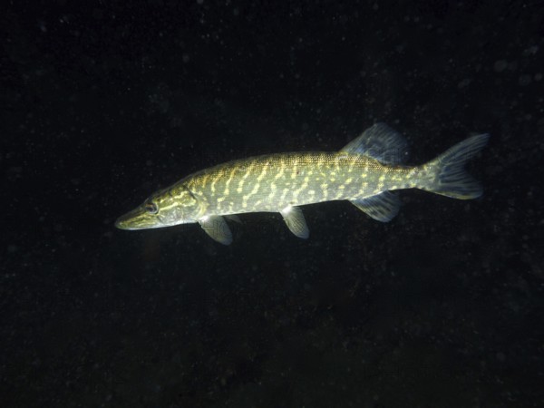 A pike (Esox lucius) swimming in a nocturnal underwater scene, dive site Wildsau, Berlingen, Lake Constance, Switzerland, Europe