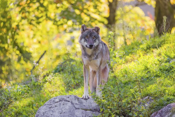 A eurasian gray wolf (Canis lupus lupus) stands on a hill with a colourful fall foliage in the background