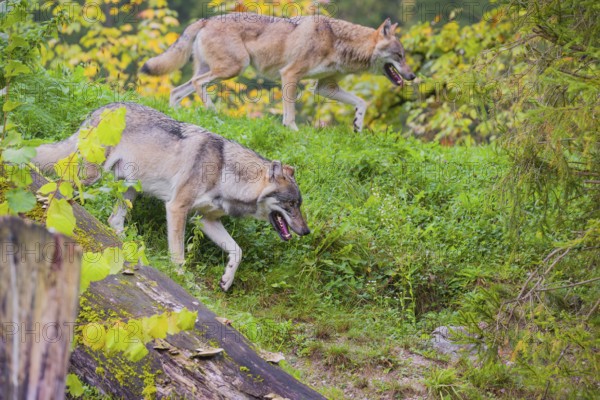 Two adult male Eurasian gray wolves (Canis lupus lupus) wolves running down a hill. Fall foliage in the background