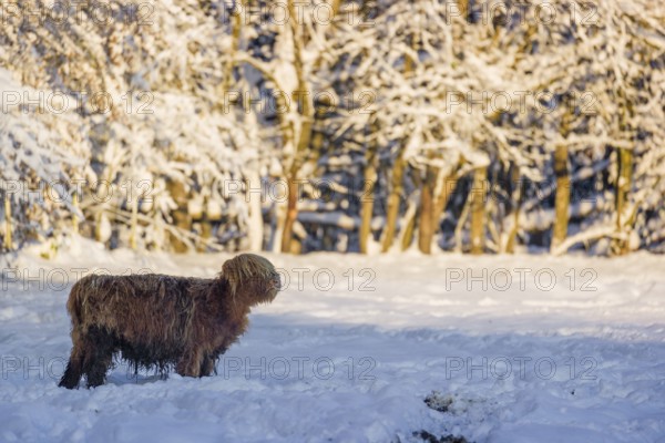 A highland calf (Bos primigenius taurus) stands on a snow-covered pasture