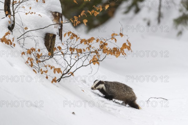 One young European badger (Meles meles) walking through a ravine in deep snow