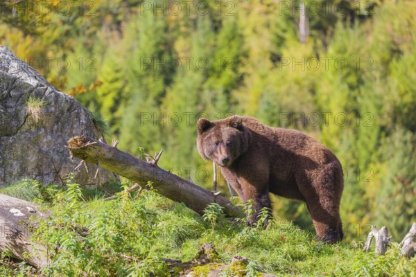 A young male brown bear (Ursus arctos arctos) crosses a meadow on hilly terrain, looking for food. In the distance is a forest in fall foliage