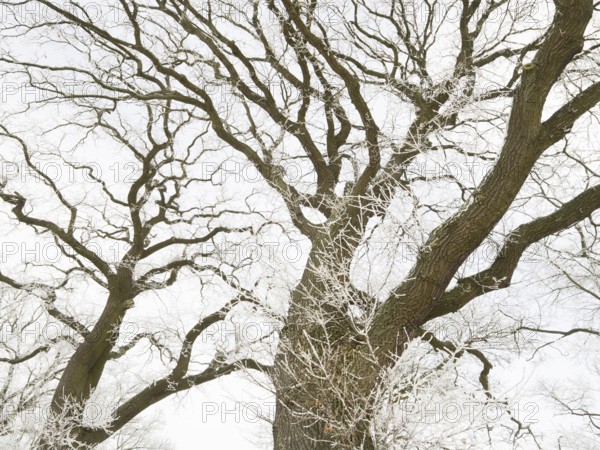 Oak Trees (Quercus robur), crowns of the trees covered in hoarfrost against a pale sky, in winter, North Hesse, Germany, Europe