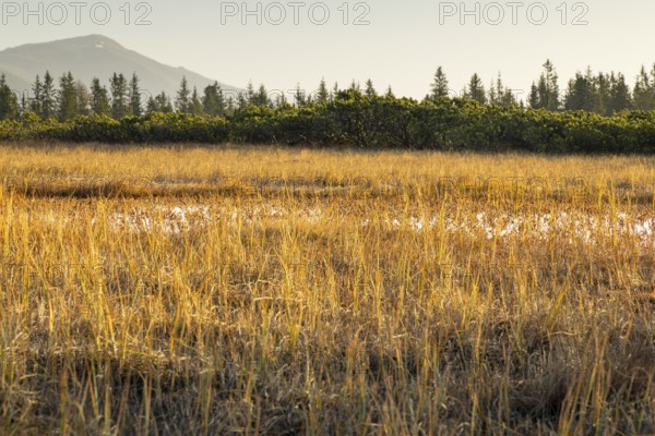 High moor, golden-coloured light over meadows with mountains and forests in the background, Hochkrimml, Salzburg, Austria, Europe