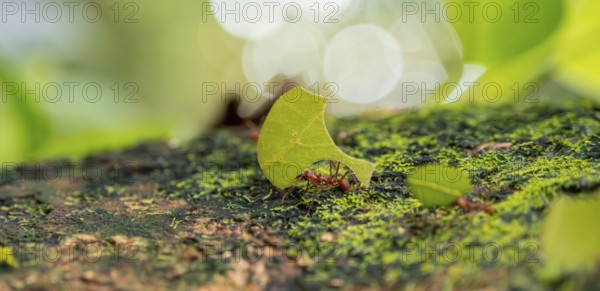 Leafcutter ants carrying leaves, ant trail, Tortuguero National Park, Costa Rica, Central America