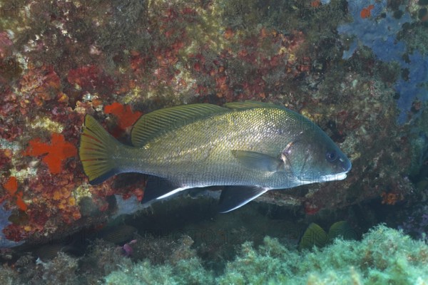 Mullet (Sciaena umbra) in a rocky underwater environment in the sea. Dive site Giens Peninsula, Provence Alpes Côte d'Azur, France, Europe