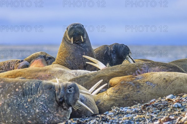 Walrus (Odobenus rosmarus) lying and resting on a beach in the arctic, Svalbard, Norway, Europe