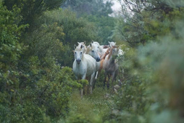 A herd of white Camargue horses runs through the dense forest, surrounded by lush green foliage, the atmosphere is calm and close to nature, Camargue, France, Europe